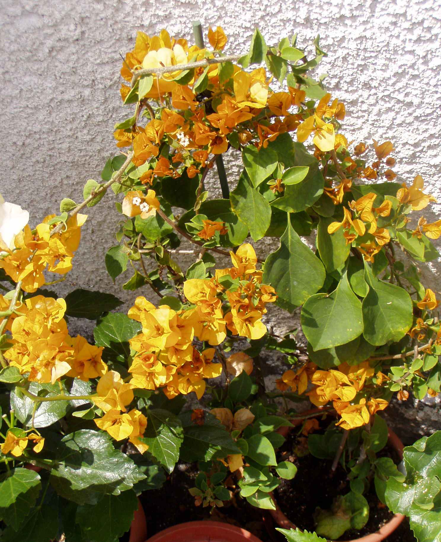 P1010090.JPG