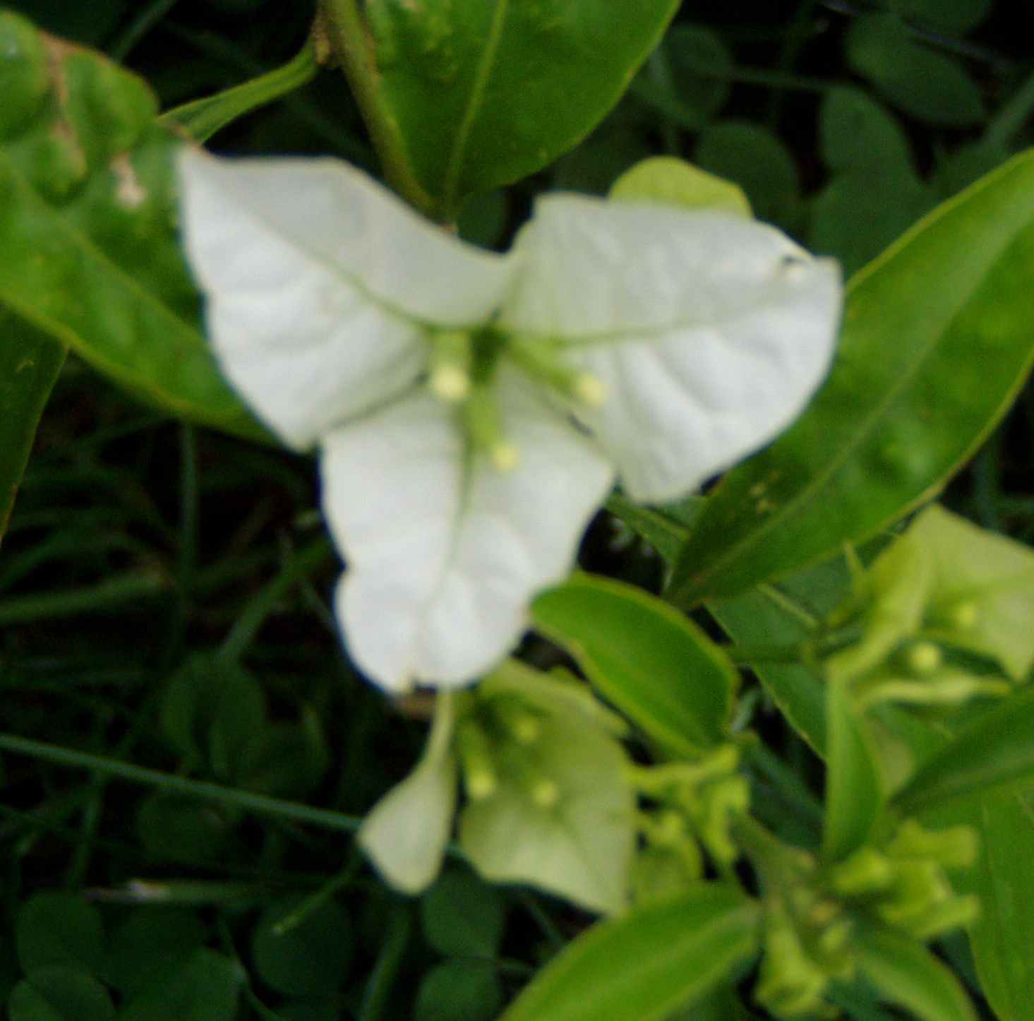 P1010065.JPG