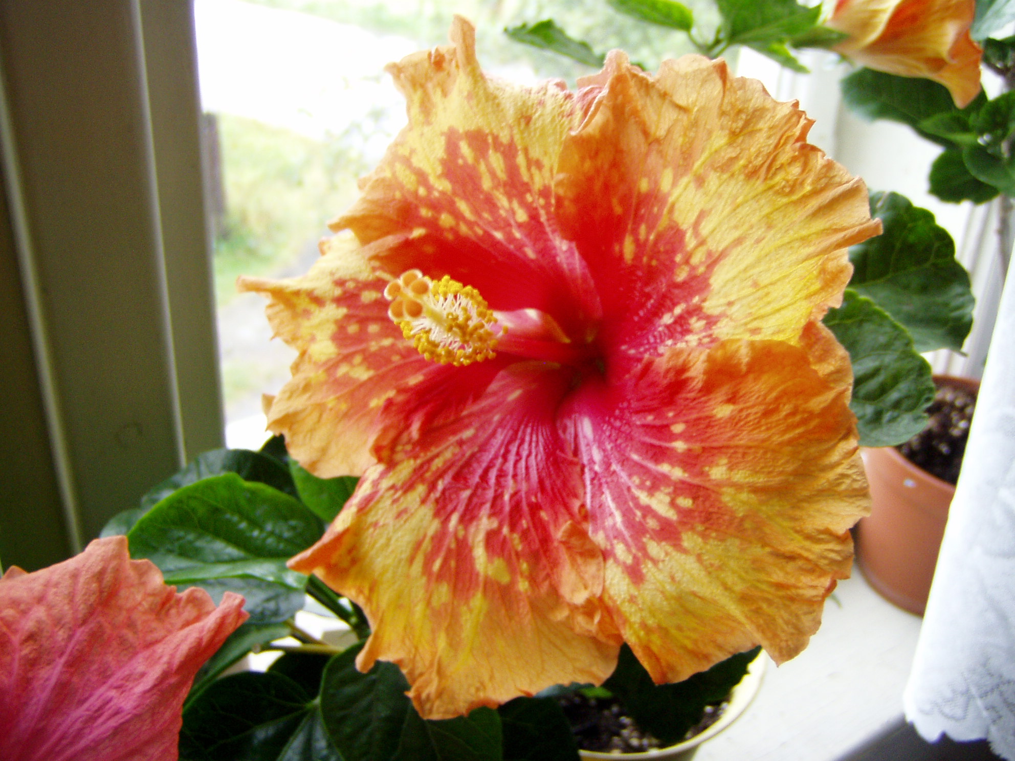 Tropical Fantasy