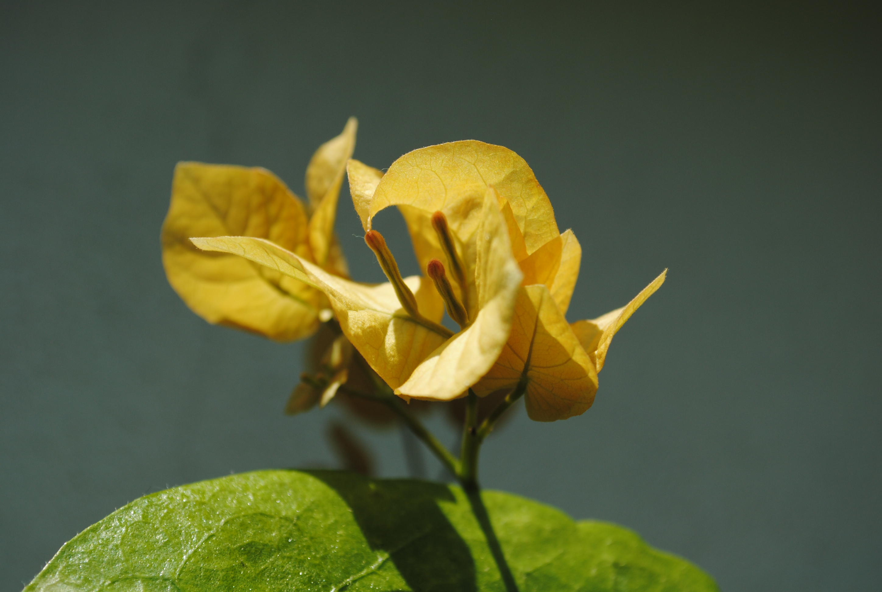 Golden Tango