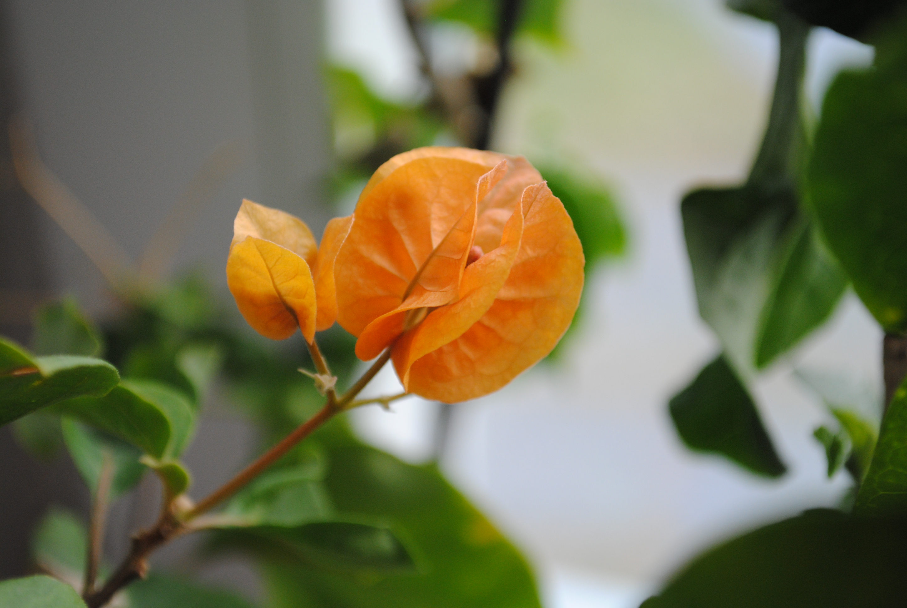 DSC_0391.JPG
