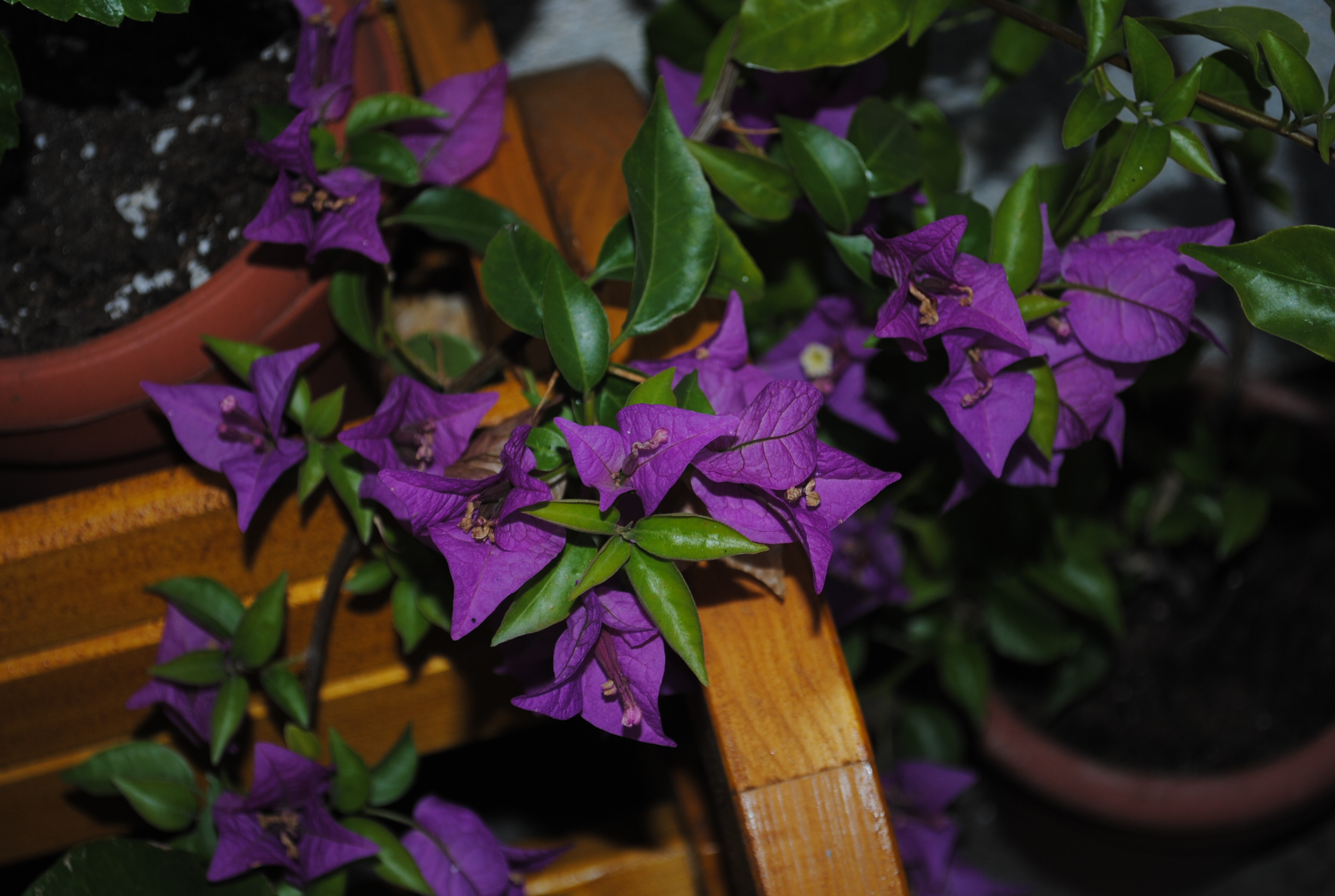 DSC_0567.JPG