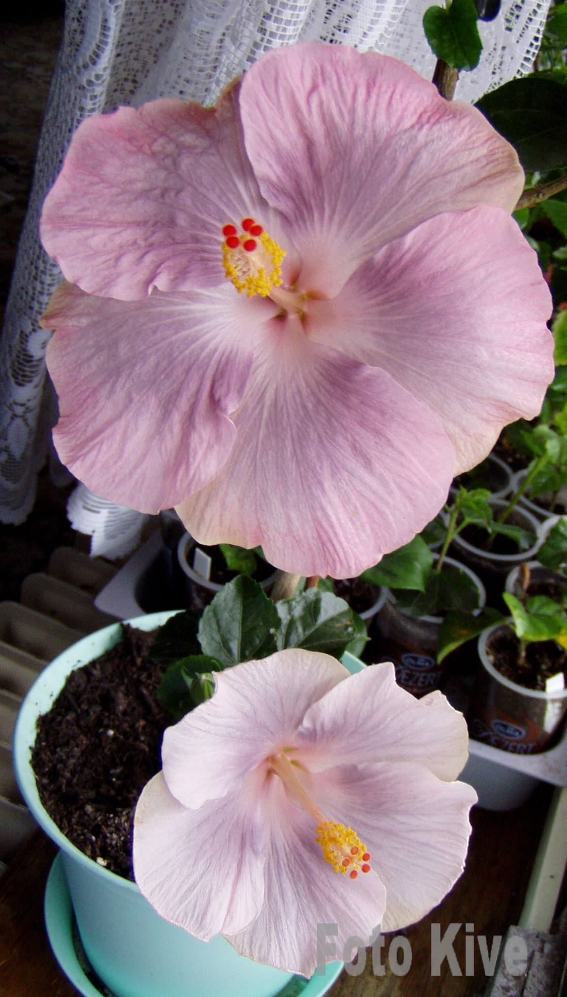 Lavender Sundae
