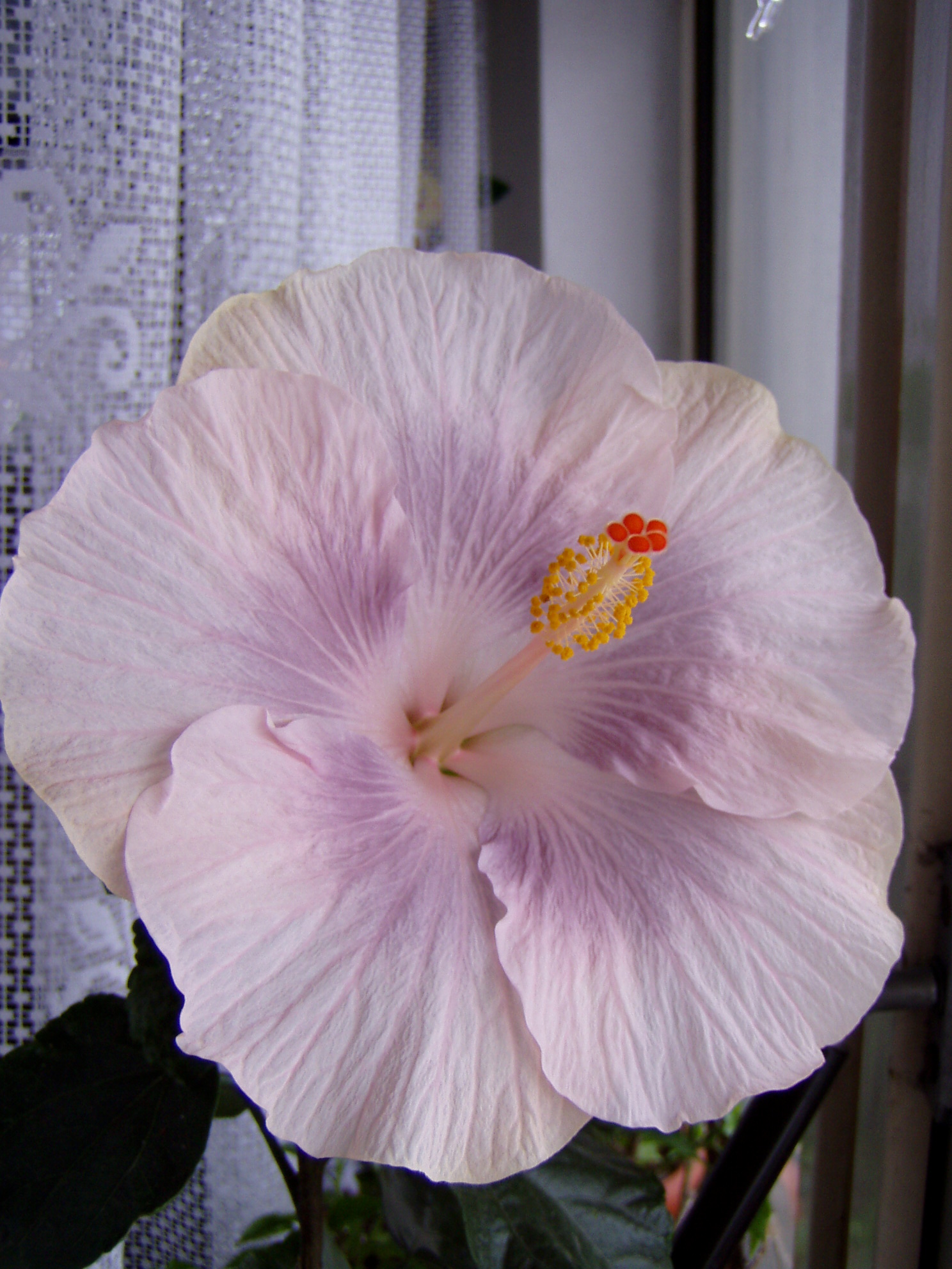 Lavender Sundae